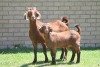 LOT 36 1+1X KALAHARI RED OOI/EWE