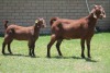 LOT 36 1+1X KALAHARI RED OOI/EWE - 2