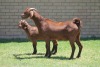 LOT 36 1+1X KALAHARI RED OOI/EWE - 4