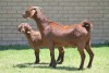 LOT 36 1+1X KALAHARI RED OOI/EWE - 6