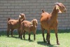 LOT 37 1+2X KALAHARI RED OOI/EWE