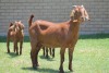 LOT 37 1+2X KALAHARI RED OOI/EWE - 2