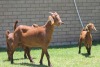 LOT 37 1+2X KALAHARI RED OOI/EWE - 3