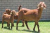 LOT 37 1+2X KALAHARI RED OOI/EWE - 4