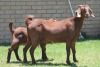 LOT 37 1+2X KALAHARI RED OOI/EWE - 6