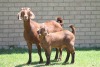 LOT 37 1+2X KALAHARI RED OOI/EWE - 7