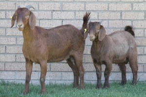 LOT 38 1+1X KALAHARI RED OOI/EWE