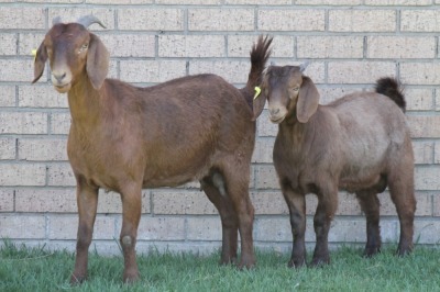 LOT 38 1+1X KALAHARI RED OOI/EWE