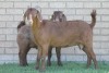 LOT 38 1+1X KALAHARI RED OOI/EWE - 2