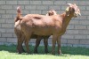 LOT 38 1+1X KALAHARI RED OOI/EWE - 3