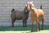 LOT 38 1+1X KALAHARI RED OOI/EWE - 4