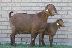 LOT 39 1+1X KALAHARI RED OOI/EWE