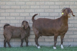 LOT 40 1+1X KALAHARI RED OOI/EWE