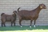 LOT 40 1+1X KALAHARI RED OOI/EWE - 3