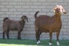 LOT 40 1+1X KALAHARI RED OOI/EWE - 4