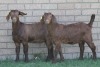 LOT 41 3X KALAHARI RED OOI/EWE (PER STUK OM LOT TE NEEM)