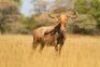 LOT 12&nbsp;5x GOUEWILDEBEES KOEI/ GOLDEN WILDEBEEST COW (PER STUK OM LOT TE NEEM/PER PIECE TO TAKE THE LOT) - 2