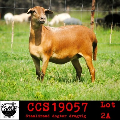 LOT 2 2X MEATMASTER OOI/EWE COLLEN MEATMASTERS (PER STUK OM LOT TE NEEM/PER PIECE TO TAKE THE LOT)