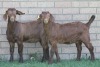 LOT 41 3X KALAHARI RED OOI/EWE (PER STUK OM LOT TE NEEM) - 3