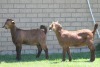 LOT 41 3X KALAHARI RED OOI/EWE (PER STUK OM LOT TE NEEM) - 4