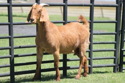 LOT 42 1X KALAHARI RED OOI/EWE