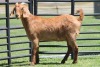 LOT 42 1X KALAHARI RED OOI/EWE - 2