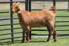 LOT 42 1X KALAHARI RED OOI/EWE - 3