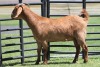 LOT 42 1X KALAHARI RED OOI/EWE - 4