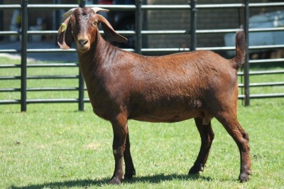 LOT 44 1X KALAHARI RED OOI/EWE