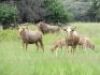 LOT 12&nbsp;5x GOUEWILDEBEES KOEI/ GOLDEN WILDEBEEST COW (PER STUK OM LOT TE NEEM/PER PIECE TO TAKE THE LOT) - 3
