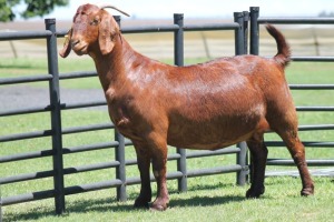 LOT 45 1X KALAHARI RED OOI/EWE