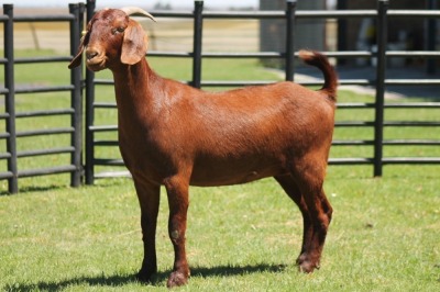 LOT 43 1X KALAHARI RED OOI/EWE