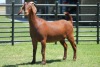 LOT 43 1X KALAHARI RED OOI/EWE - 2