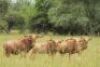 LOT 13&nbsp; 5x GOUEWILDEBEES KOEI/ GOLDEN WILDEBEEST COW (PER STUK OM LOT TE NEEM/PER PIECE TO TAKE THE LOT)