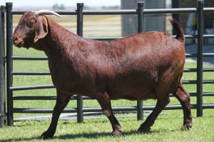 LOT 47 1X KALAHARI RED OOI/EWE