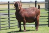 LOT 47 1X KALAHARI RED OOI/EWE - 2