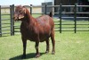 LOT 47 1X KALAHARI RED OOI/EWE - 3