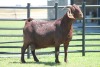 LOT 48 1X KALAHARI RED OOI/EWE