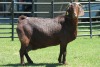 LOT 48 1X KALAHARI RED OOI/EWE - 2