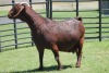 LOT 48 1X KALAHARI RED OOI/EWE - 3