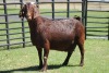 LOT 48 1X KALAHARI RED OOI/EWE - 4