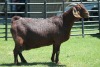 LOT 48 1X KALAHARI RED OOI/EWE - 5