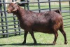 LOT 48 1X KALAHARI RED OOI/EWE - 6