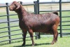 LOT 48 1X KALAHARI RED OOI/EWE - 7