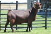 LOT 48 1X KALAHARI RED OOI/EWE - 8