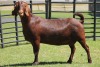 LOT 50 1X KALAHARI RED OOI/EWE - 2