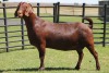 LOT 50 1X KALAHARI RED OOI/EWE - 3