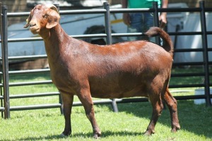 LOT 51 1X KALAHARI RED OOI/EWE