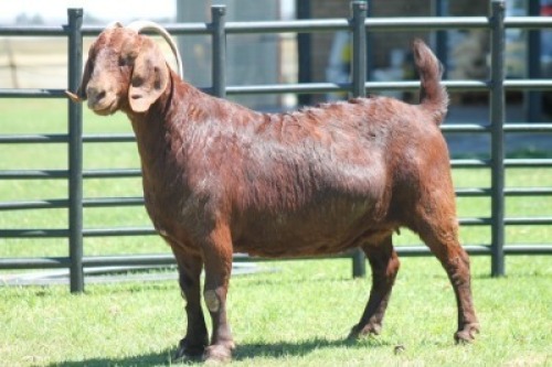 LOT 52 1X KALAHARI RED OOI/EWE