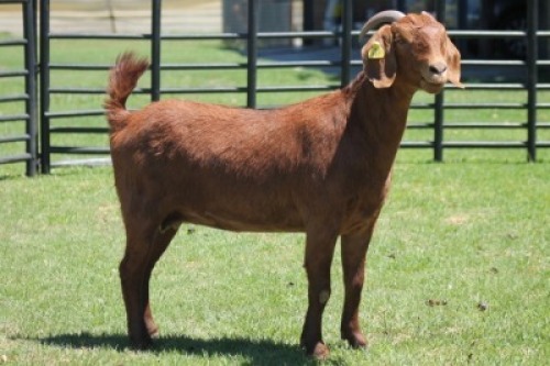 LOT 53 1X KALAHARI RED OOI/EWE